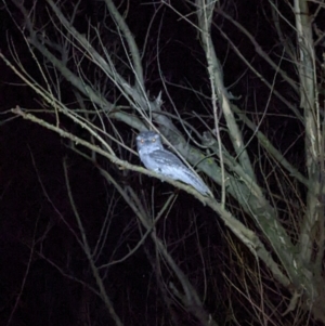 Podargus strigoides at Baranduda, VIC - 25 Sep 2022 08:08 PM