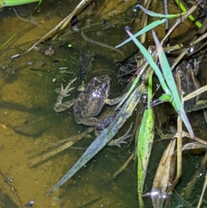 Crinia signifera at Wodonga, VIC - 25 Sep 2022