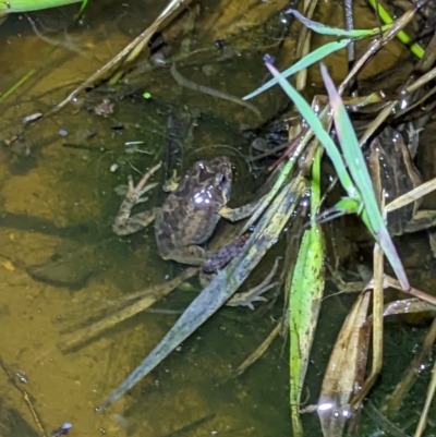 Crinia signifera (Common Eastern Froglet) at WREN Reserves - 25 Sep 2022 by ChrisAllen