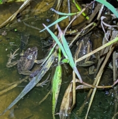 Crinia signifera at Wodonga, VIC - 25 Sep 2022