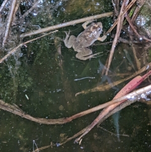 Crinia signifera at Wodonga, VIC - 25 Sep 2022