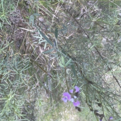 Glycine clandestina (Twining Glycine) at Molonglo Valley, ACT - 26 Sep 2022 by lbradley