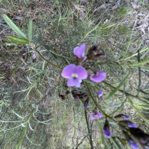 Glycine clandestina at Aranda, ACT - 26 Sep 2022