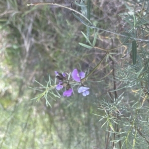 Glycine clandestina at Aranda, ACT - 26 Sep 2022