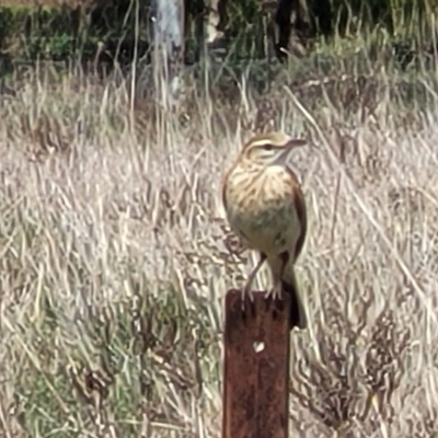 Anthus australis (Australian Pipit) at Crace Grasslands - 26 Sep 2022 by trevorpreston