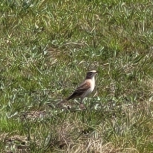 Anthus australis at Mitchell, ACT - 26 Sep 2022