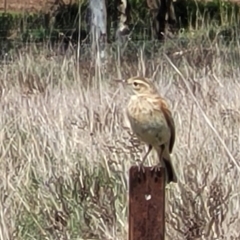 Anthus australis at Mitchell, ACT - 26 Sep 2022