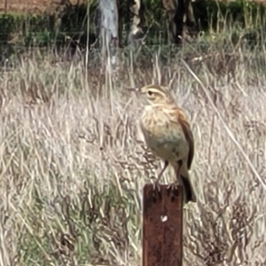 Anthus australis at Mitchell, ACT - 26 Sep 2022 12:24 PM