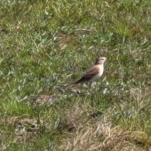 Anthus australis at Mitchell, ACT - 26 Sep 2022 12:24 PM