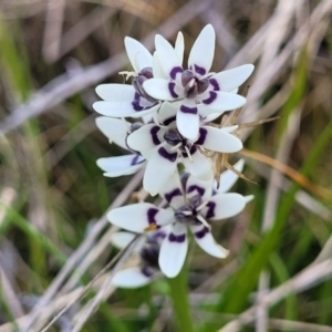 Wurmbea dioica subsp. dioica at Mitchell, ACT - 26 Sep 2022 12:28 PM