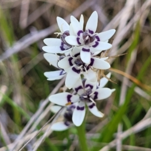 Wurmbea dioica subsp. dioica at Mitchell, ACT - 26 Sep 2022