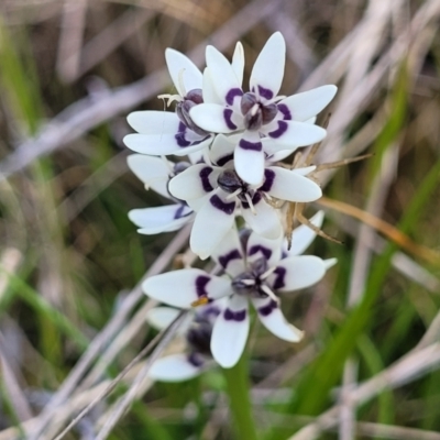 Wurmbea dioica subsp. dioica (Early Nancy) at Crace Grasslands - 26 Sep 2022 by trevorpreston