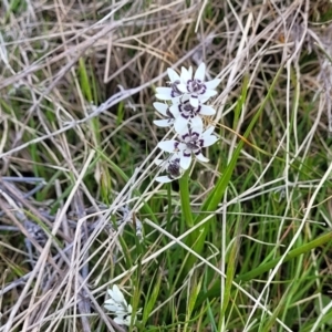 Wurmbea dioica subsp. dioica at Mitchell, ACT - 26 Sep 2022