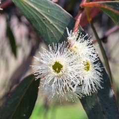 Eucalyptus dives (Broad-leaved Peppermint) at Mitchell, ACT - 26 Sep 2022 by trevorpreston