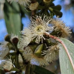 Eucalyptus dives at Mitchell, ACT - 26 Sep 2022