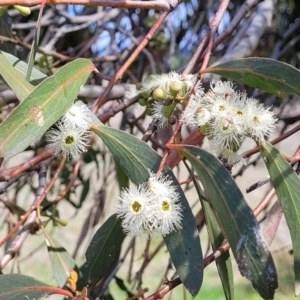 Eucalyptus dives at Crace Grasslands - 26 Sep 2022 12:30 PM