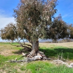 Eucalyptus dives at Crace Grasslands - 26 Sep 2022 12:30 PM