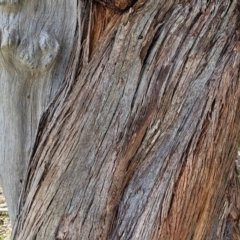 Eucalyptus dives at Crace Grasslands - 26 Sep 2022