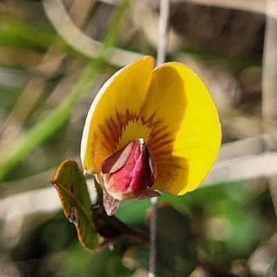 Bossiaea prostrata (Creeping Bossiaea) at Crace Grasslands - 26 Sep 2022 by trevorpreston