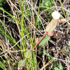 Bossiaea prostrata at Mitchell, ACT - 26 Sep 2022