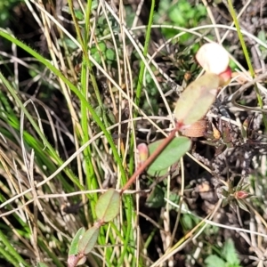 Bossiaea prostrata at Mitchell, ACT - 26 Sep 2022 12:34 PM