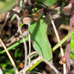 Bossiaea prostrata at Mitchell, ACT - 26 Sep 2022 12:34 PM