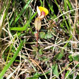 Bossiaea prostrata at Mitchell, ACT - 26 Sep 2022 12:34 PM