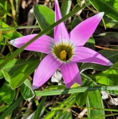 Romulea rosea var. australis (Onion Grass) at Crace Grasslands - 26 Sep 2022 by trevorpreston