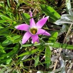 Romulea rosea var. australis at Mitchell, ACT - 26 Sep 2022 12:34 PM