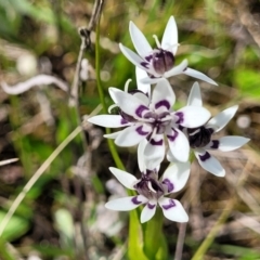 Wurmbea dioica subsp. dioica (Early Nancy) at Mitchell, ACT - 26 Sep 2022 by trevorpreston