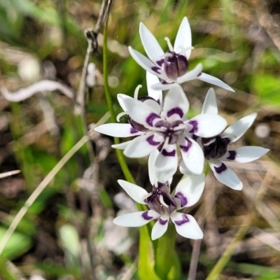 Wurmbea dioica subsp. dioica (Early Nancy) at Crace Grasslands - 26 Sep 2022 by trevorpreston