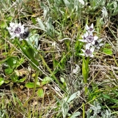 Wurmbea dioica subsp. dioica at Mitchell, ACT - 26 Sep 2022 12:35 PM