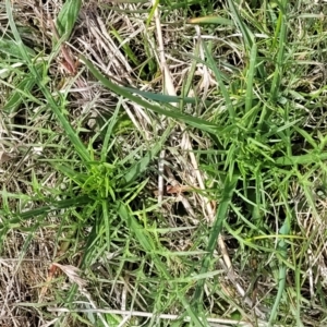 Eryngium ovinum at Mitchell, ACT - 26 Sep 2022