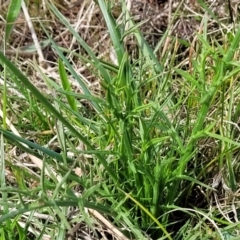 Eryngium ovinum at Mitchell, ACT - 26 Sep 2022