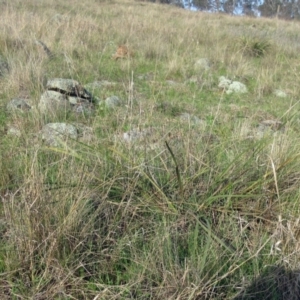 Lomandra multiflora at Molonglo Valley, ACT - 25 Sep 2022