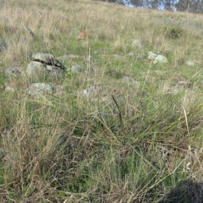 Lomandra multiflora (Many-flowered Matrush) at Molonglo Valley, ACT - 25 Sep 2022 by sangio7