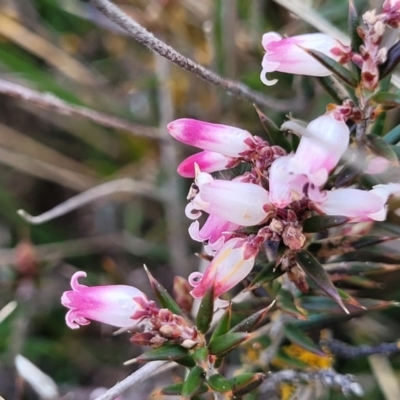 Lissanthe strigosa subsp. subulata (Peach Heath) at Mitchell, ACT - 26 Sep 2022 by trevorpreston