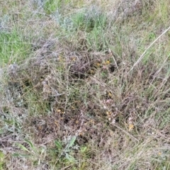 Lissanthe strigosa subsp. subulata at Mitchell, ACT - 26 Sep 2022