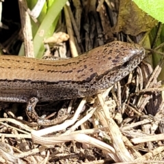 Hemiergis talbingoensis (Eastern Three-toed Earless Skink) at Mitchell, ACT - 26 Sep 2022 by trevorpreston