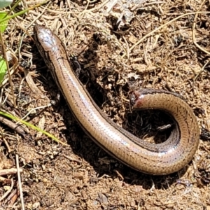 Hemiergis talbingoensis at Mitchell, ACT - 26 Sep 2022