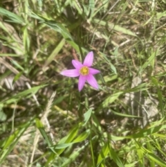 Romulea rosea var. australis (Onion Grass) at Aranda Bushland - 26 Sep 2022 by lbradley