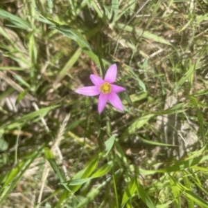 Romulea rosea var. australis at Aranda, ACT - 26 Sep 2022