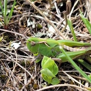 Perala viridis at Mitchell, ACT - 26 Sep 2022