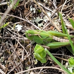 Perala viridis at Mitchell, ACT - 26 Sep 2022