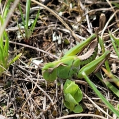 Perala viridis at Mitchell, ACT - 26 Sep 2022