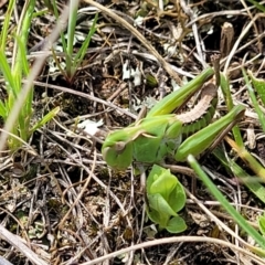 Perala viridis at Mitchell, ACT - 26 Sep 2022