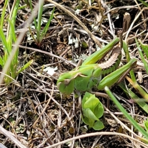 Perala viridis at Mitchell, ACT - 26 Sep 2022