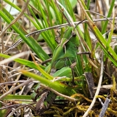 Perala viridis at Mitchell, ACT - 26 Sep 2022