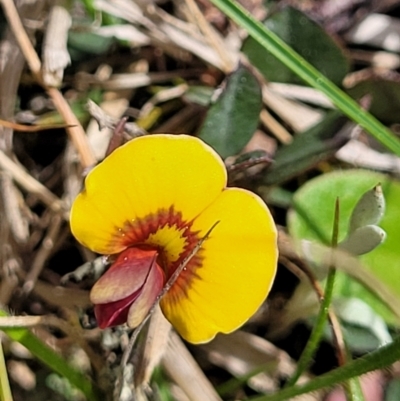 Bossiaea prostrata (Creeping Bossiaea) at Crace Grasslands - 26 Sep 2022 by trevorpreston