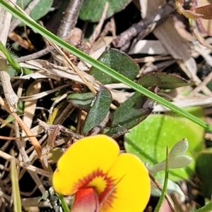 Bossiaea prostrata at Mitchell, ACT - 26 Sep 2022 12:43 PM